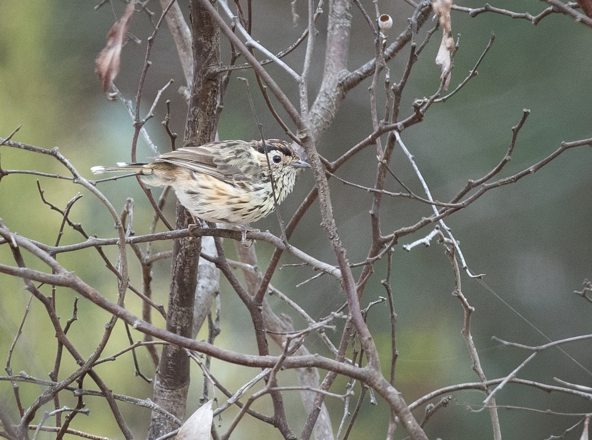 Speckled Warbler - ML542904821