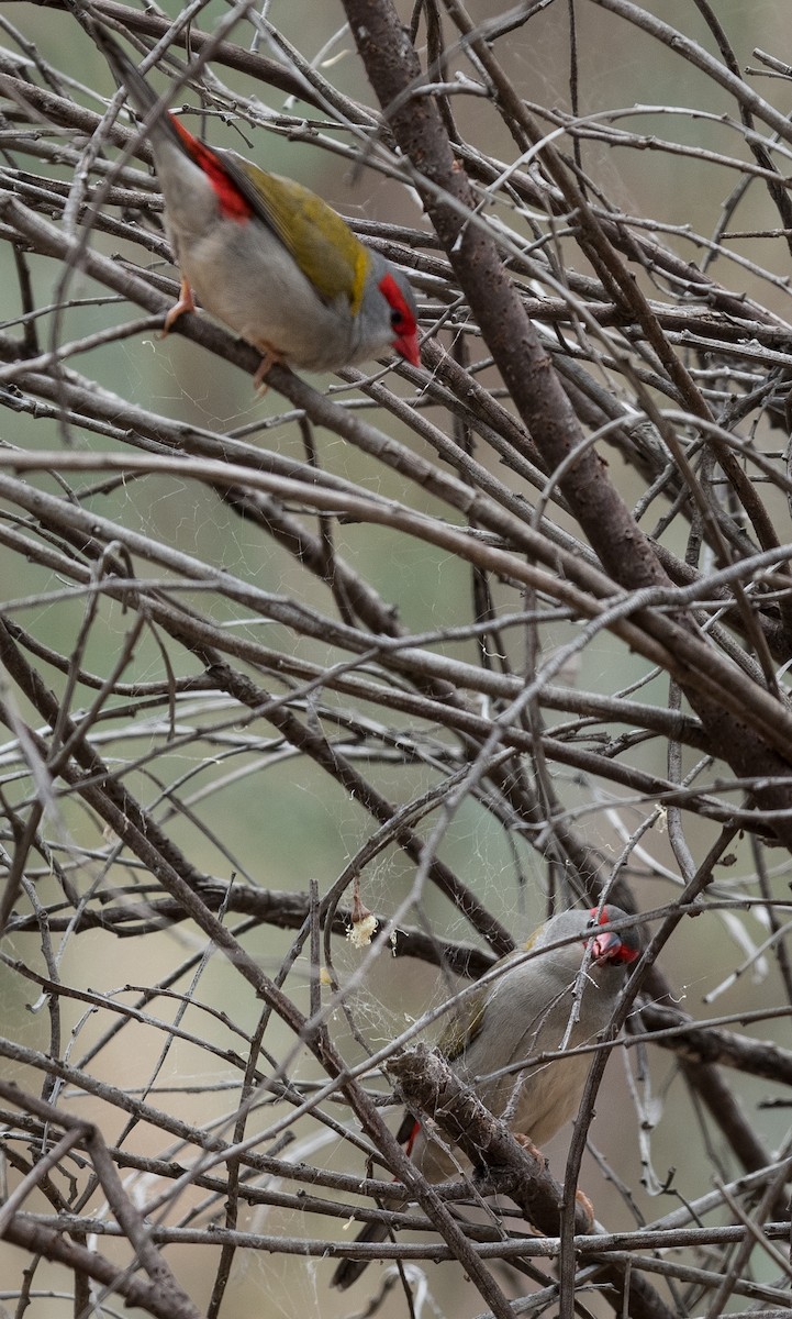 Red-browed Firetail - ML542904851