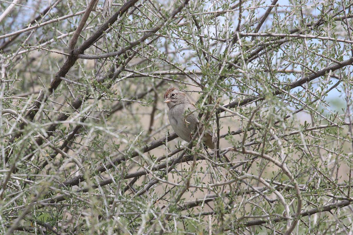 Rufous-winged Sparrow - Brian Harris