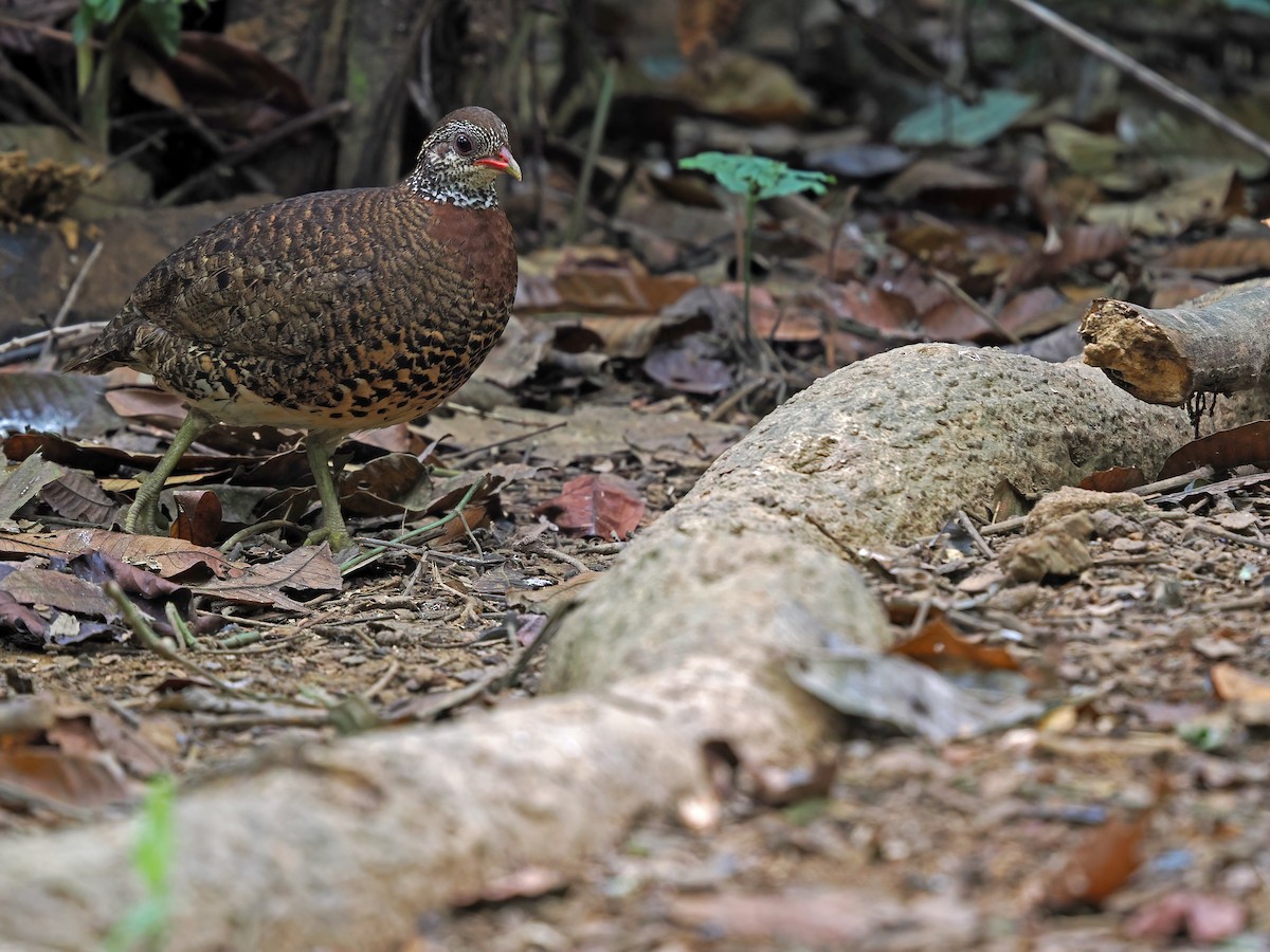 Scaly-breasted Partridge (Tonkin) - ML542907401
