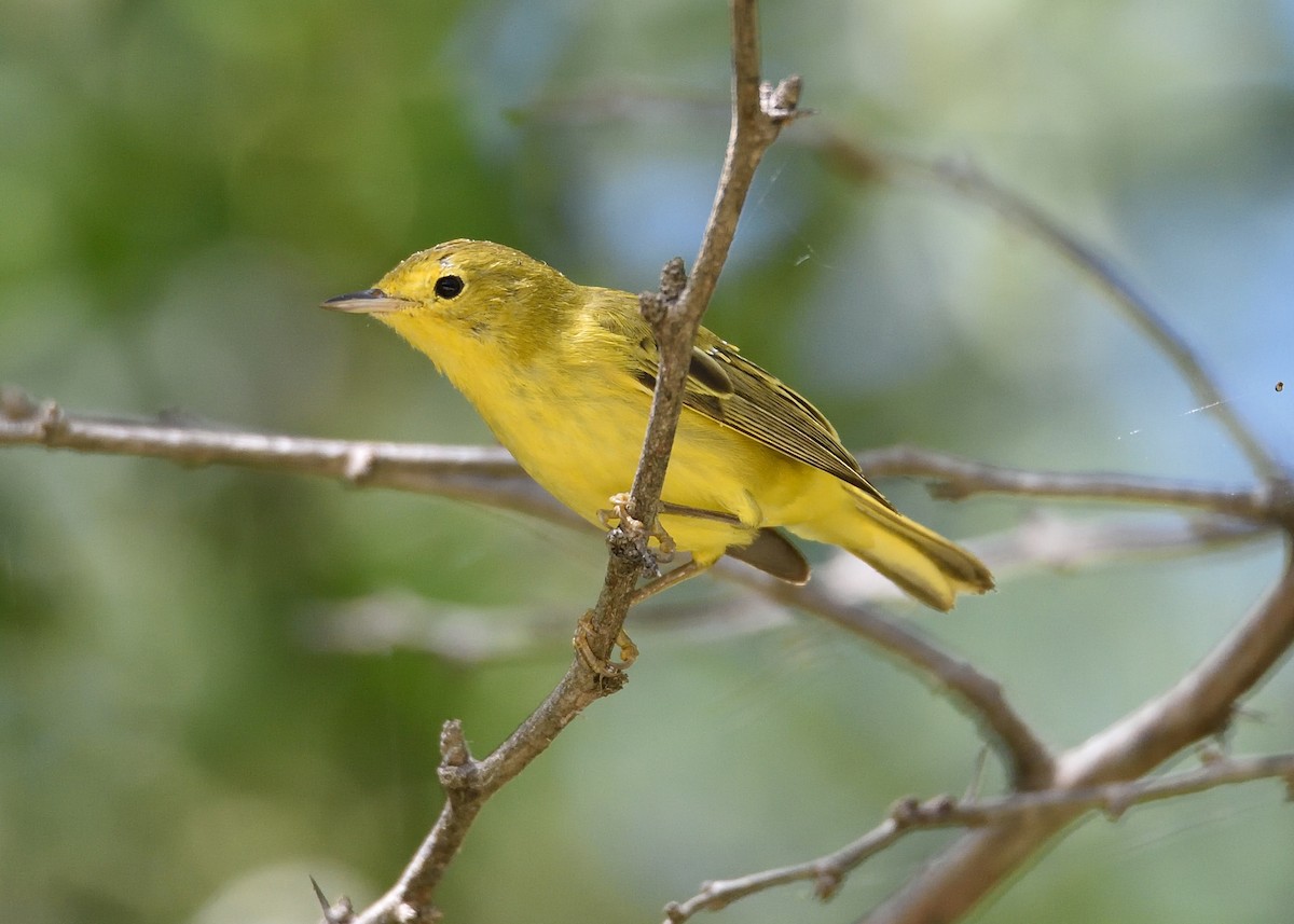 Yellow Warbler (Golden) - ML542908631