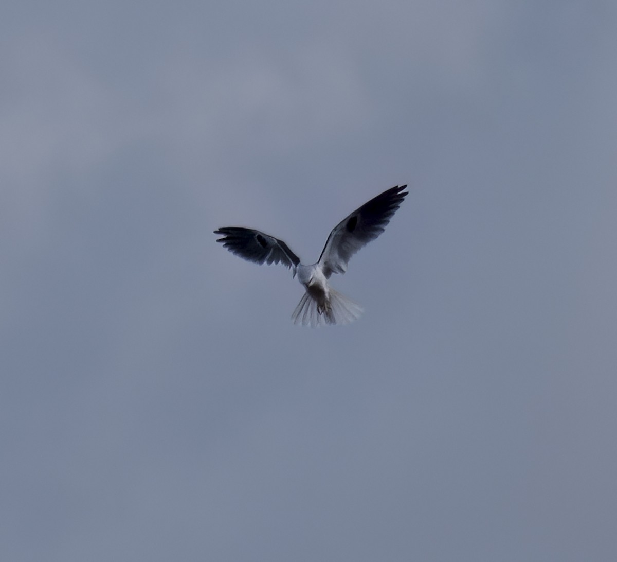 White-tailed Kite - ML542909321