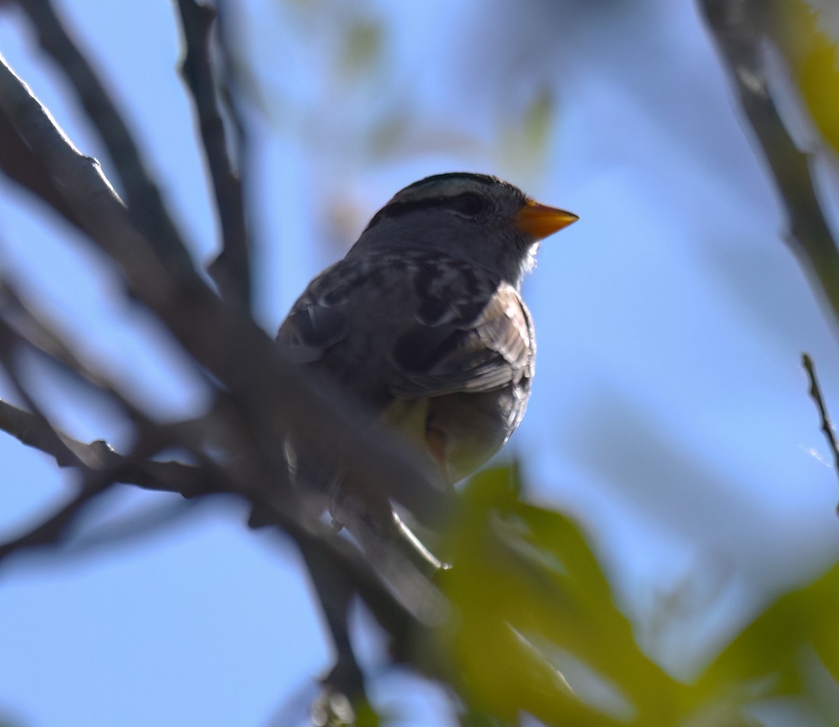 White-crowned Sparrow - ML542909611