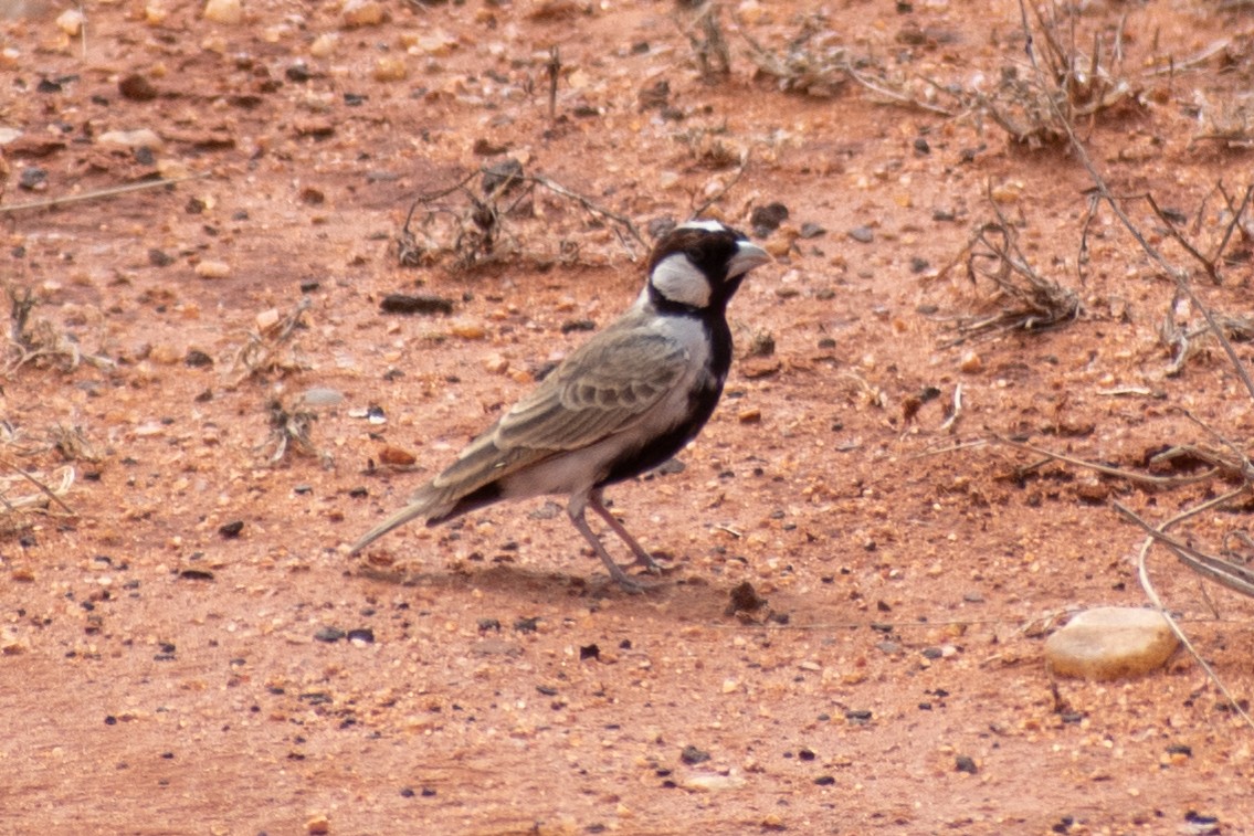 Chestnut-headed Sparrow-Lark - ML542915471