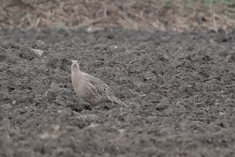 Ring-necked Pheasant - eBird