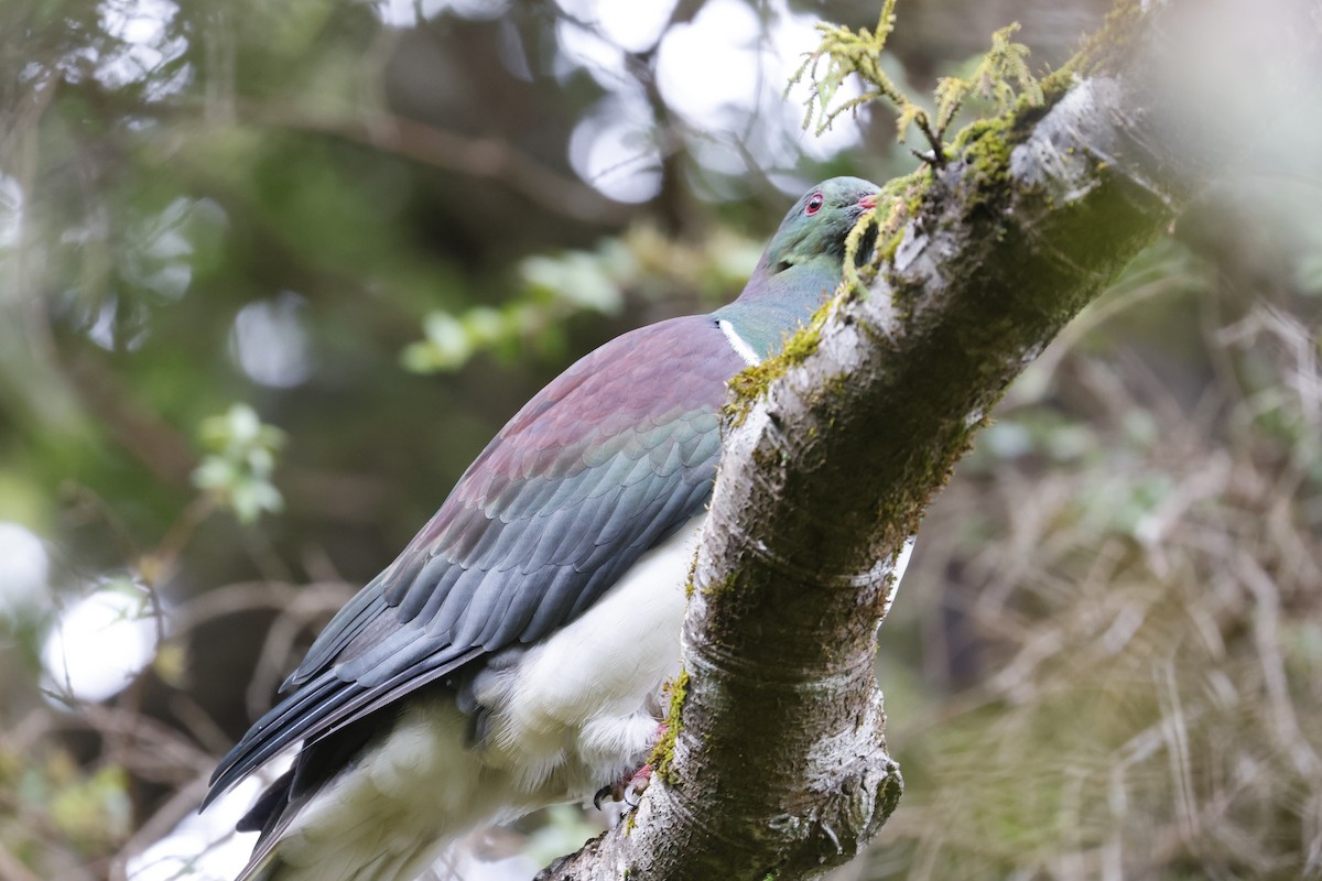 New Zealand Pigeon - ML542919571