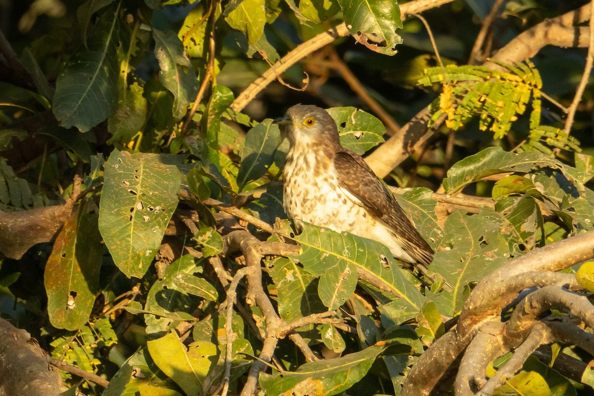 Common Hawk-Cuckoo - ML542919681