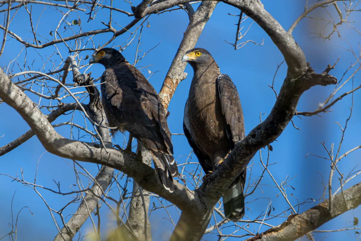 Crested Serpent-Eagle - ML542920421