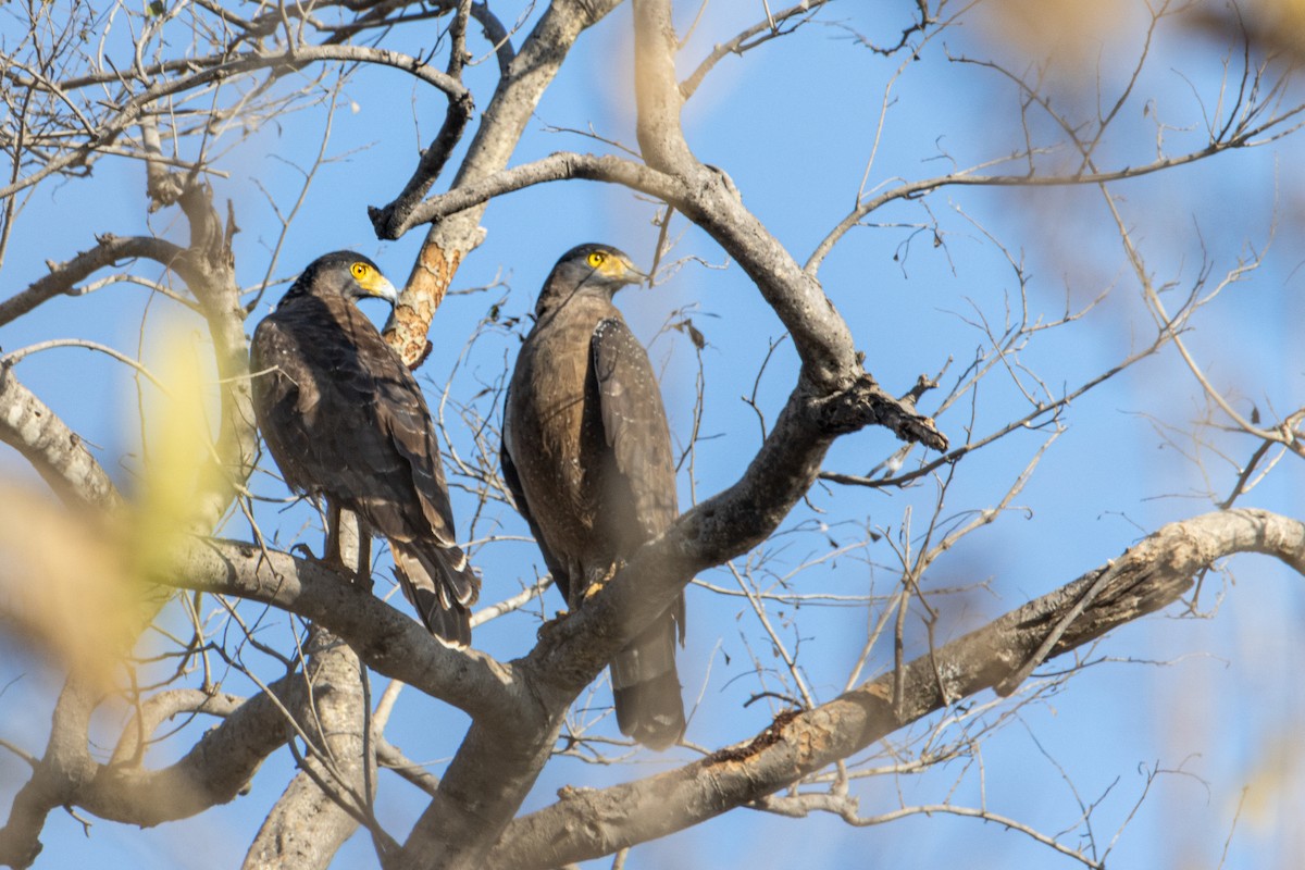 Crested Serpent-Eagle - ML542920431