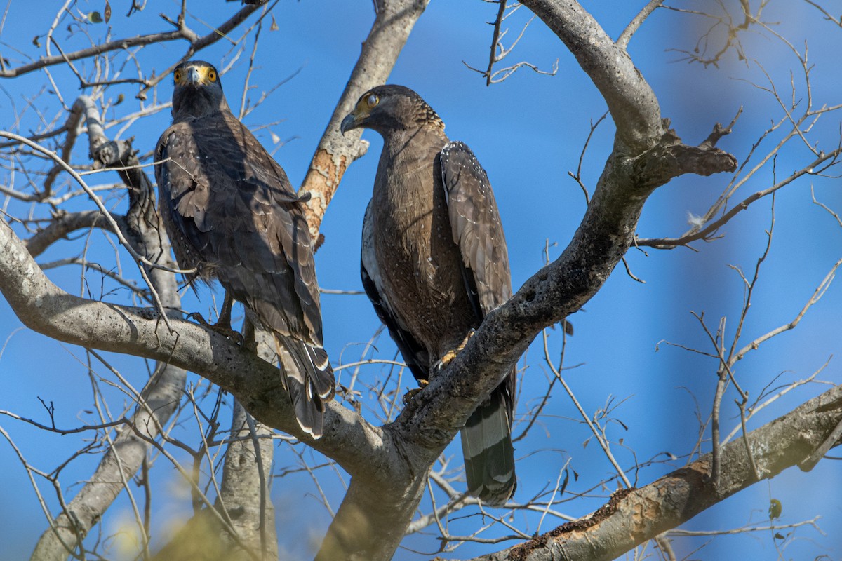 Crested Serpent-Eagle - ML542920441
