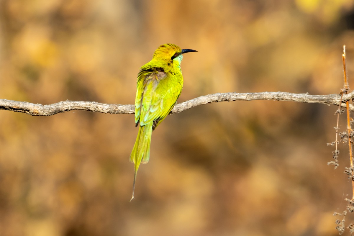 Asian Green Bee-eater - ML542920731