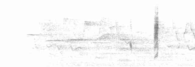  - White-throated Fantail