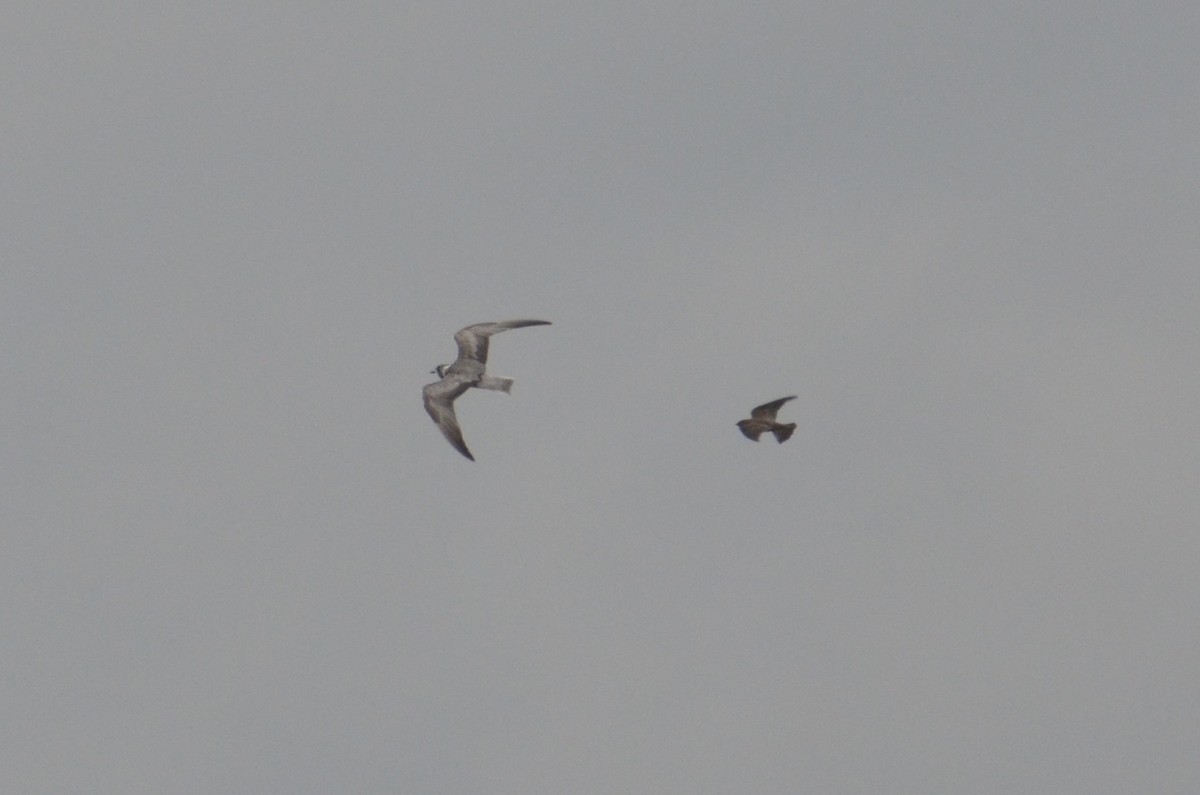 White-winged Tern - ML542921071