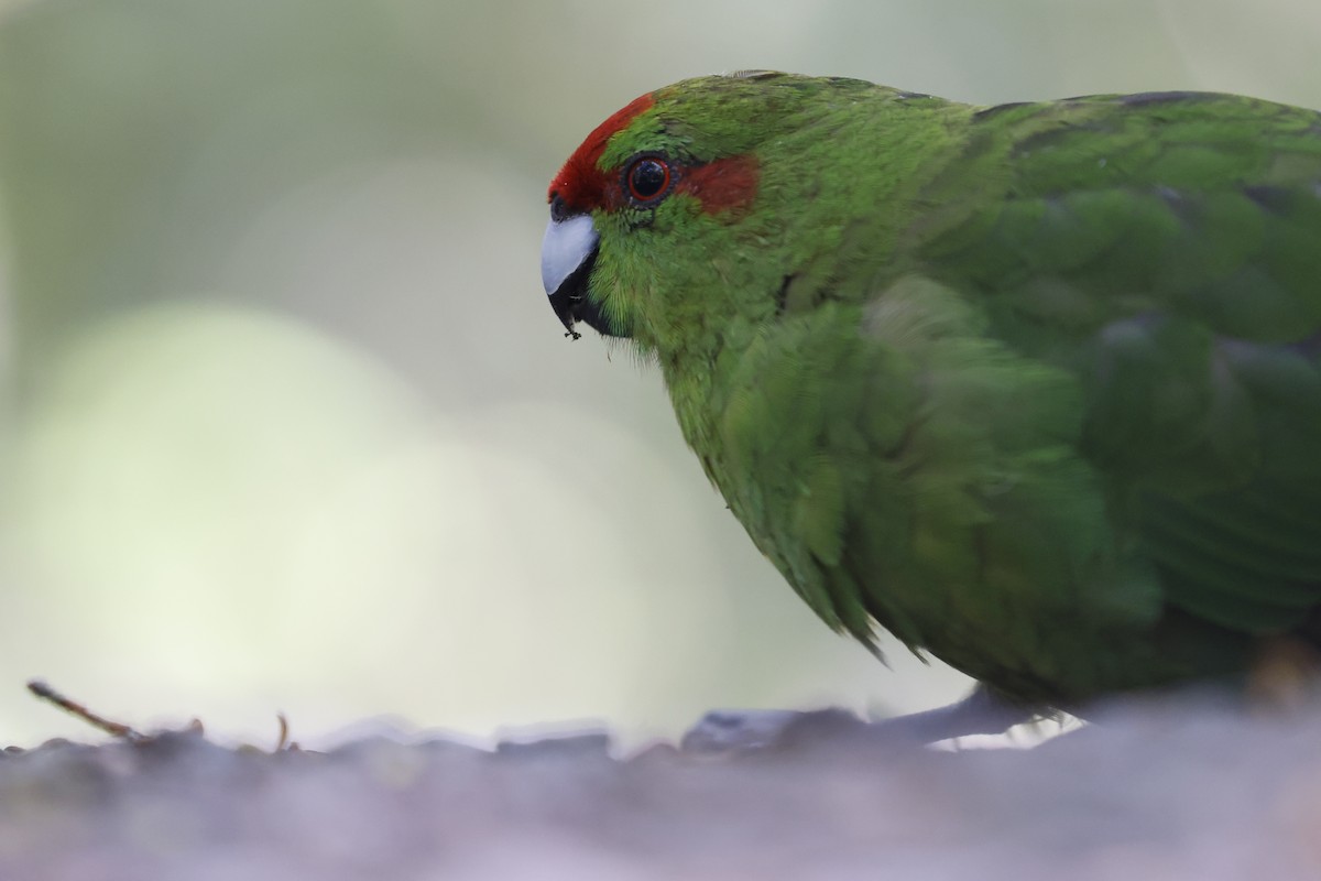 Red-crowned Parakeet - ML542922331