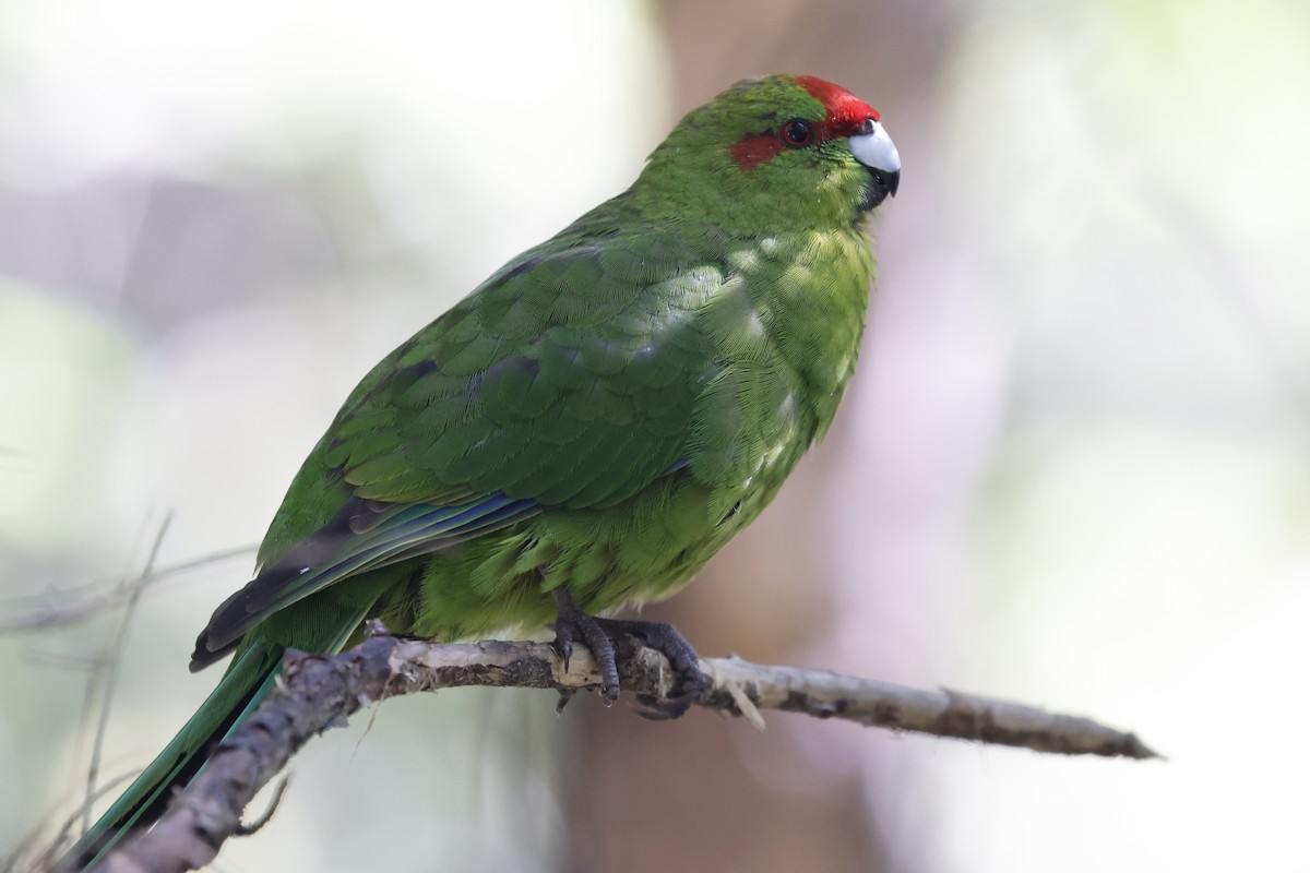 Red-crowned Parakeet - ML542922411