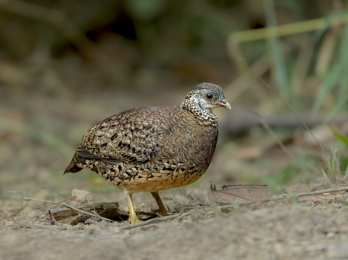 Scaly-breasted Partridge - ML542924391