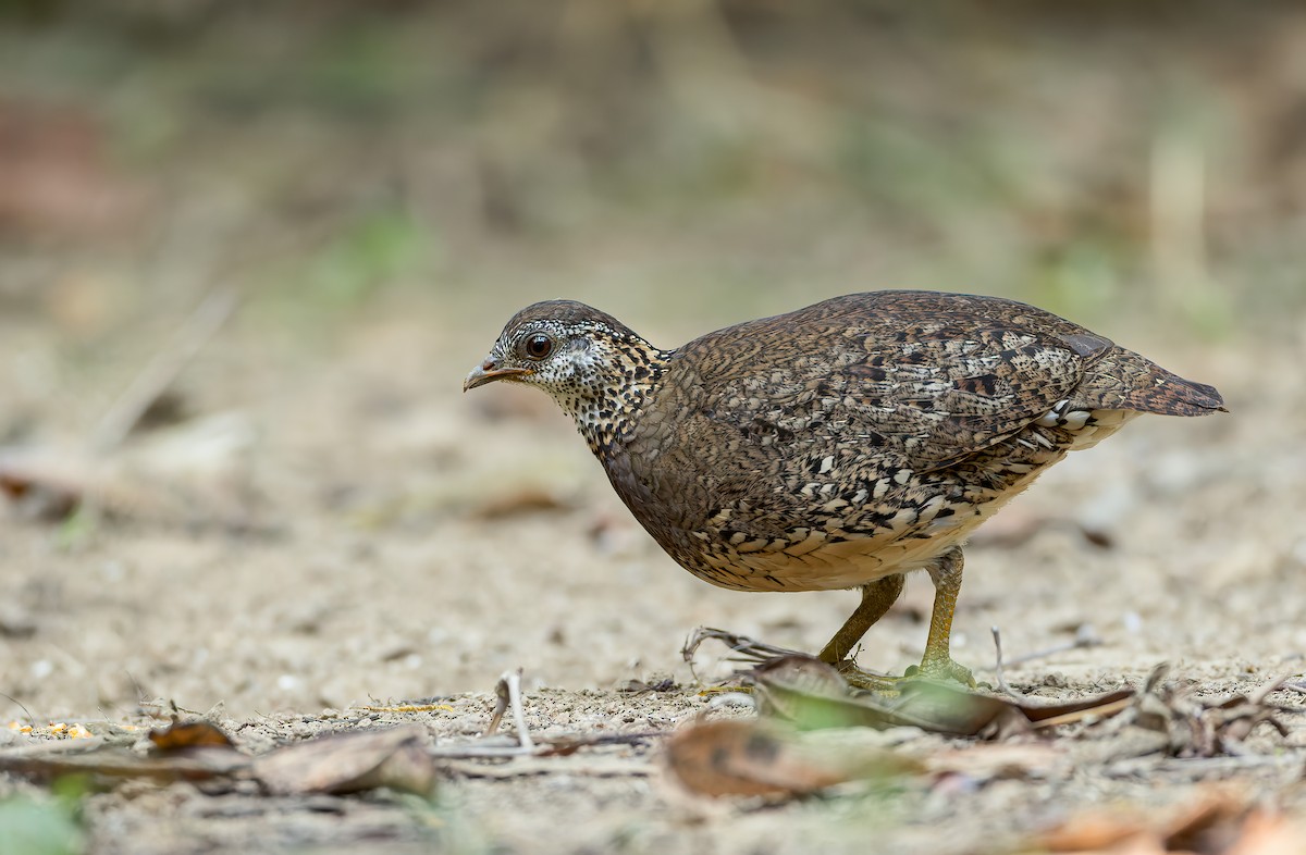 Scaly-breasted Partridge - ML542924401