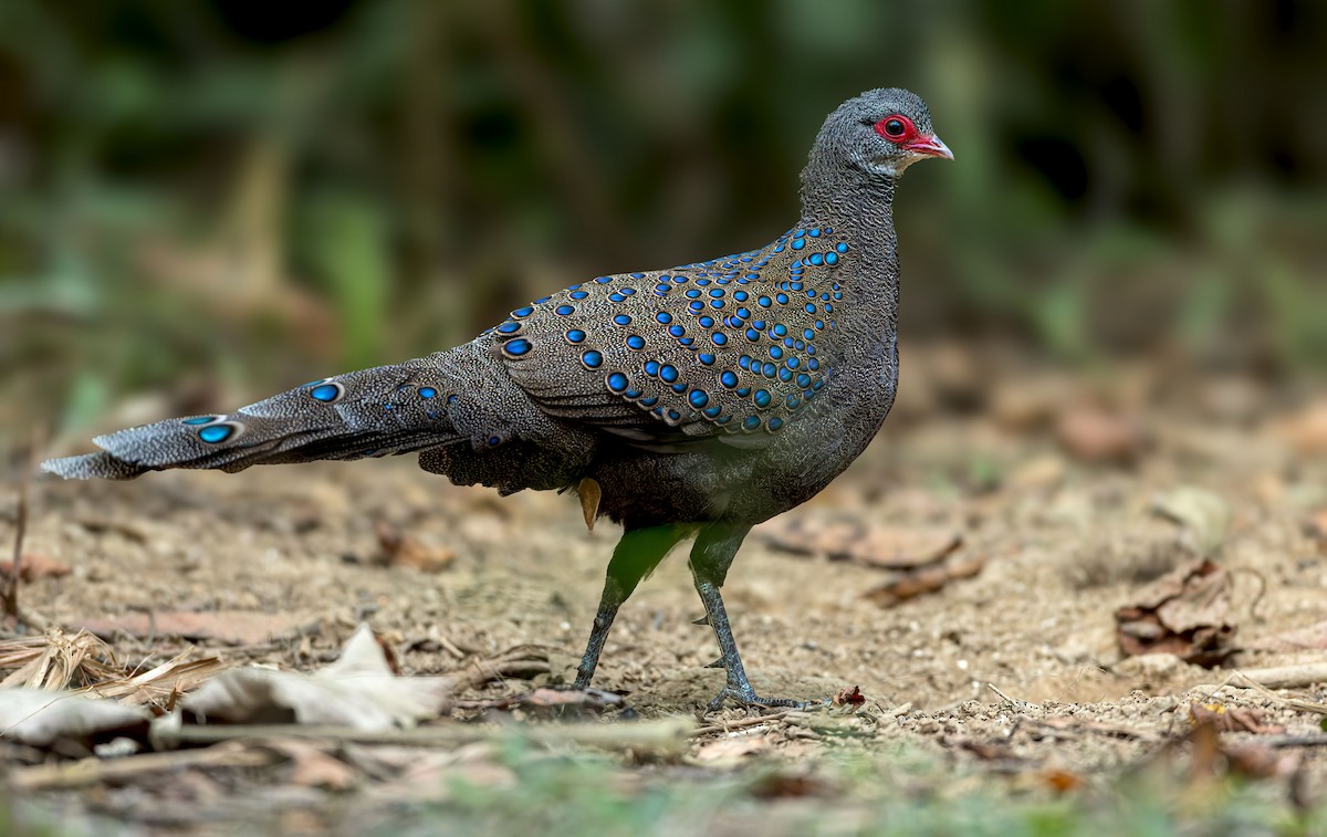 Germain's Peacock-Pheasant - ML542924481