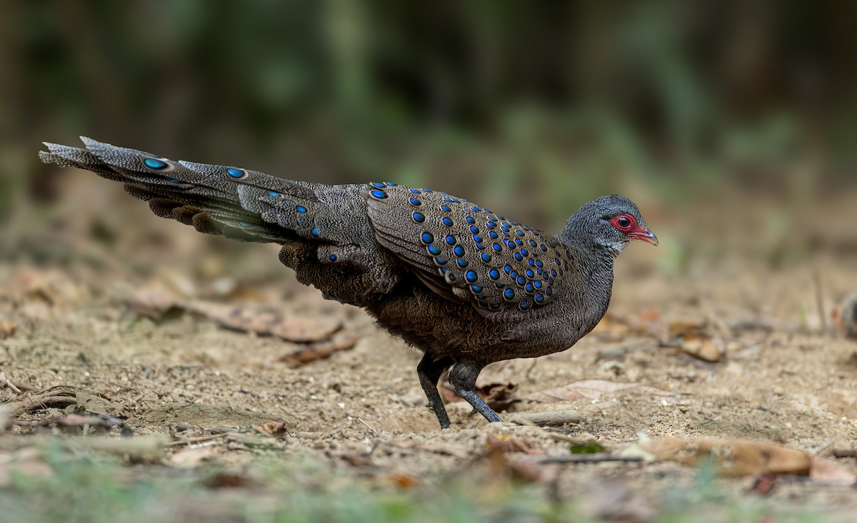 Germain's Peacock-Pheasant - ML542924491