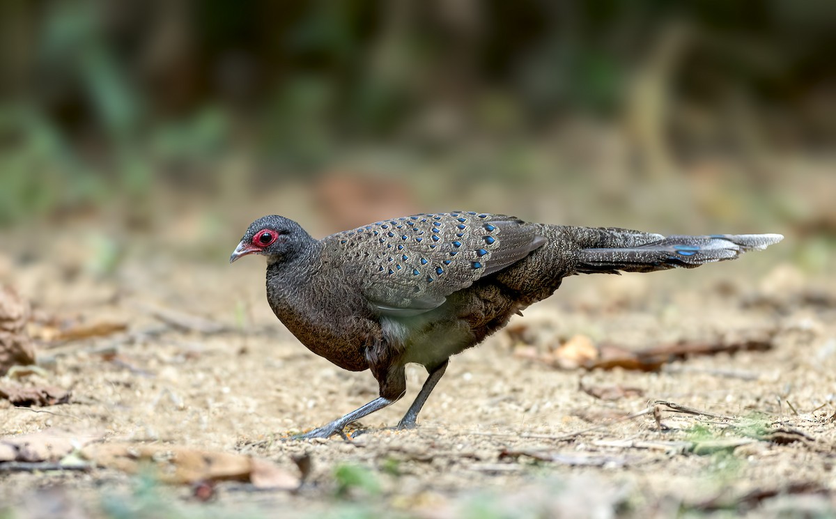 Germain's Peacock-Pheasant - ML542924501