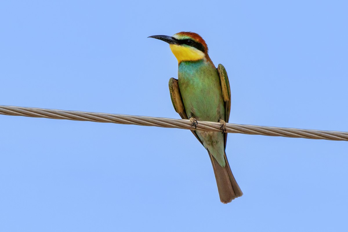 European Bee-eater - ML542924931