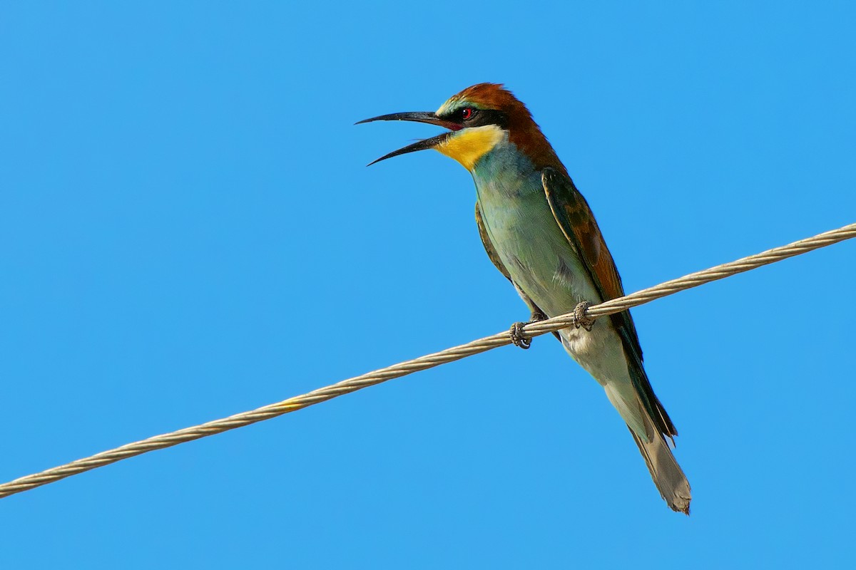 European Bee-eater - ML542924941