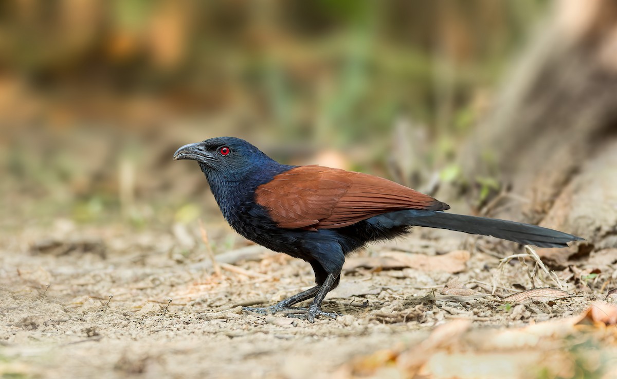 Greater Coucal - ML542925161