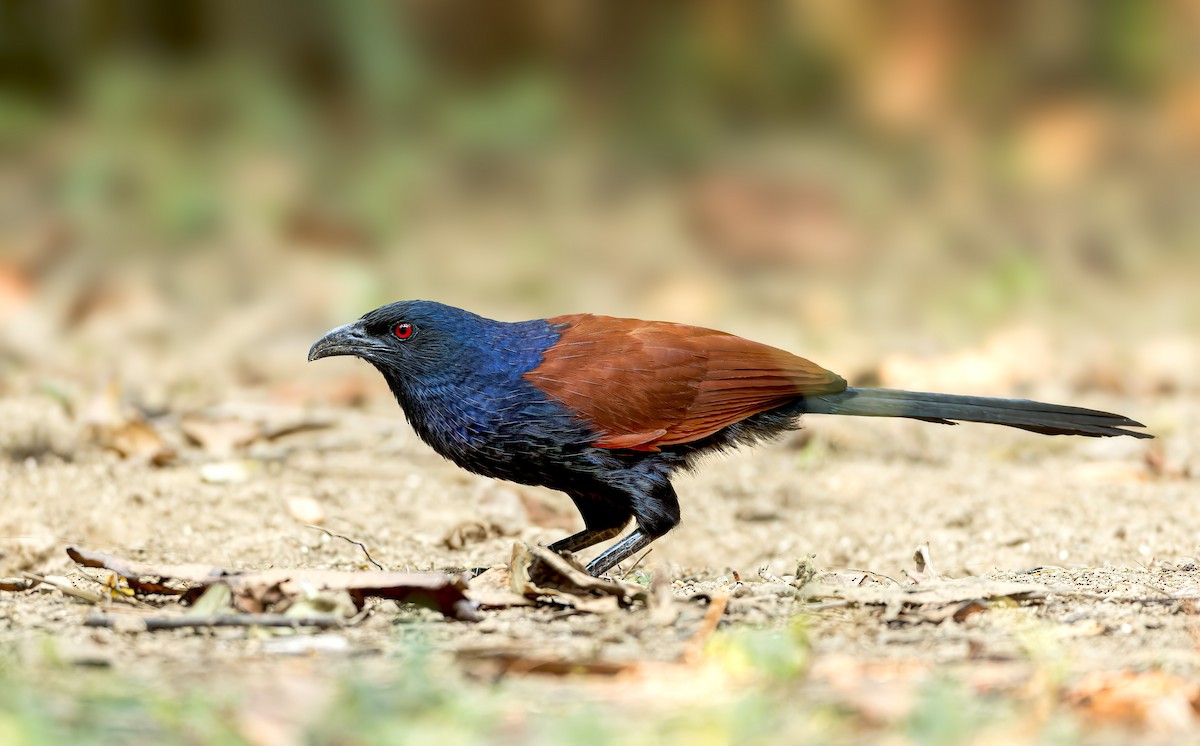 Greater Coucal - ML542925171