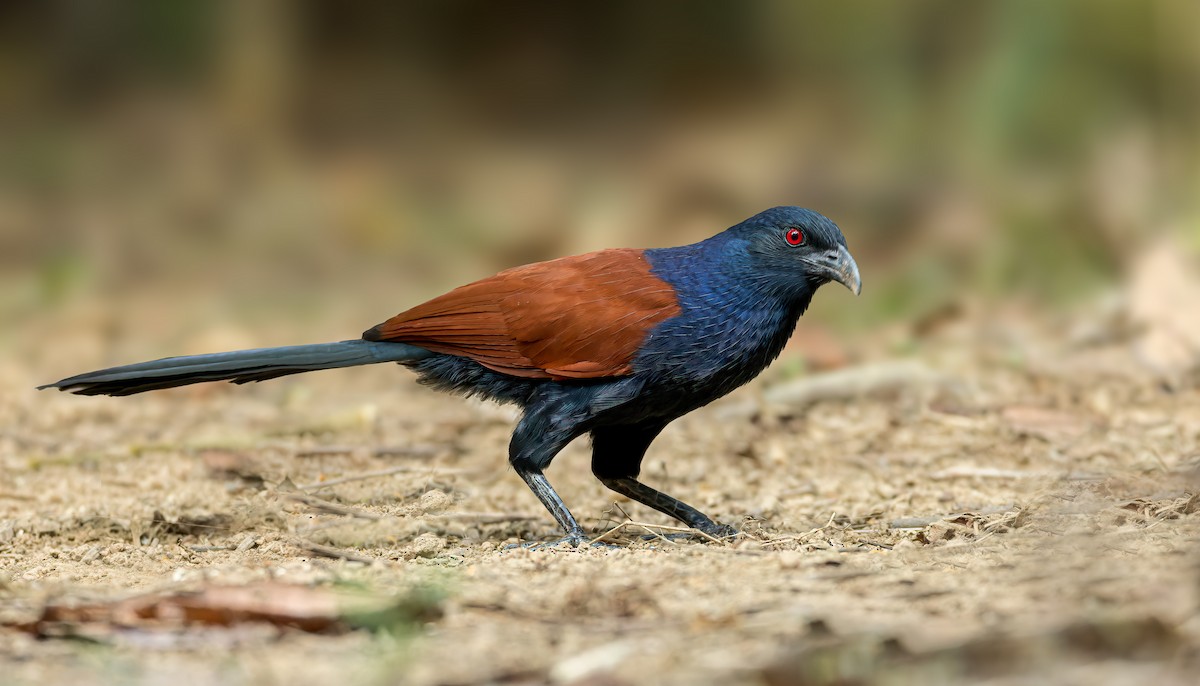 Greater Coucal - ML542925181