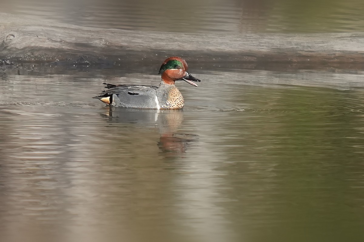 Green-winged Teal - ML542925531