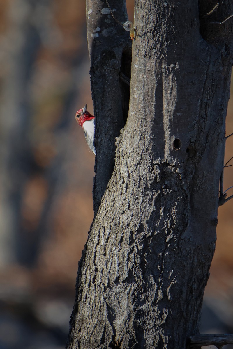 Red-headed Woodpecker - ML542927341