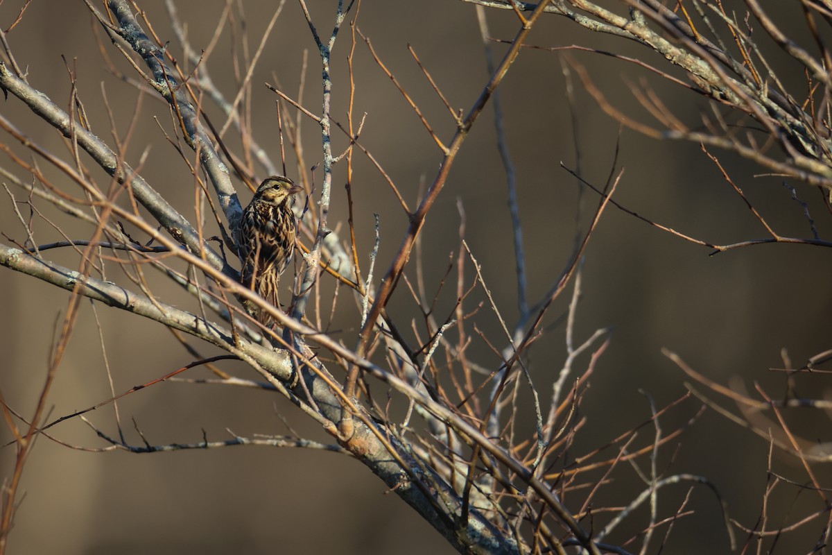 Savannah Sparrow - ML542927691