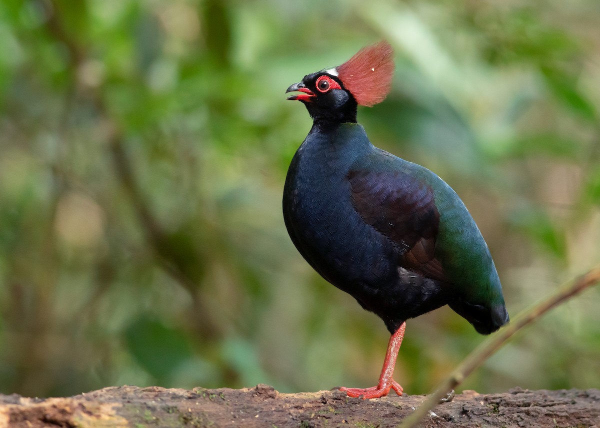 Crested Partridge - ML542928771