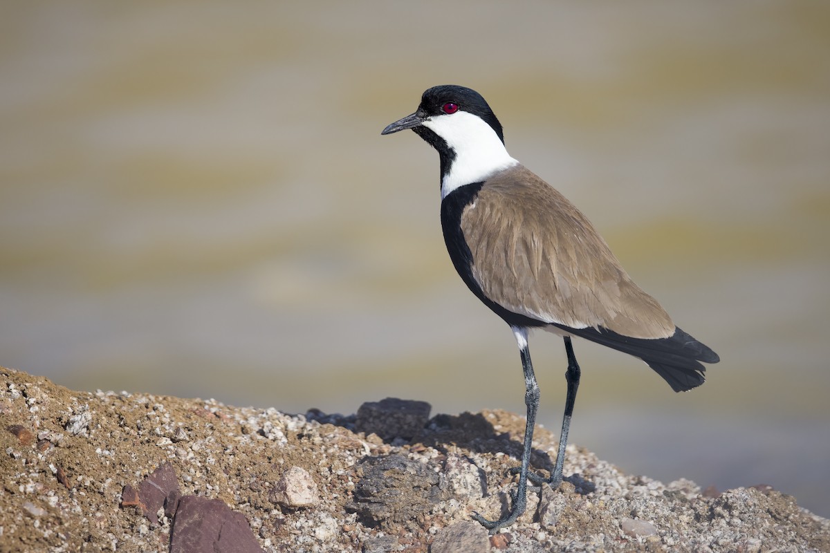 Spur-winged Lapwing - ML542930731