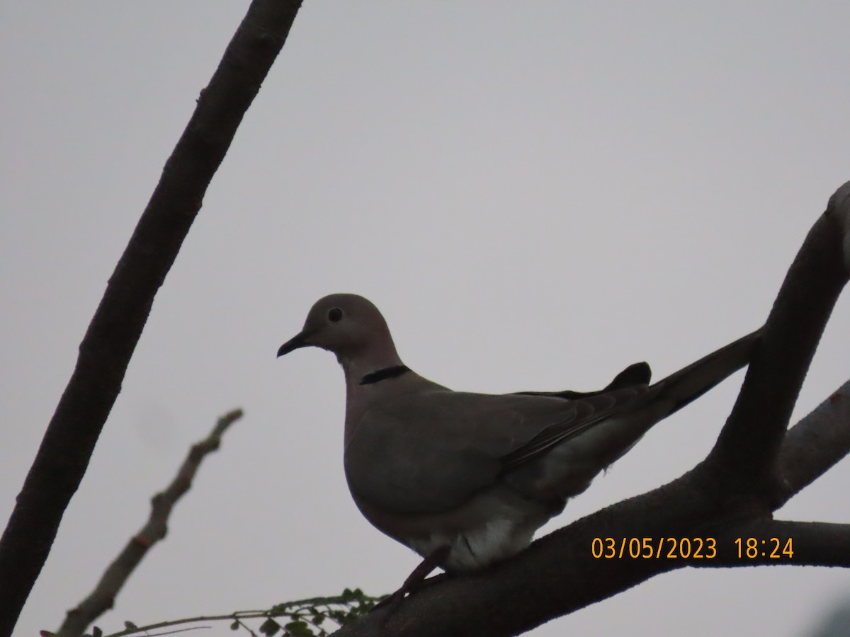 Eurasian Collared-Dove - ML542931261