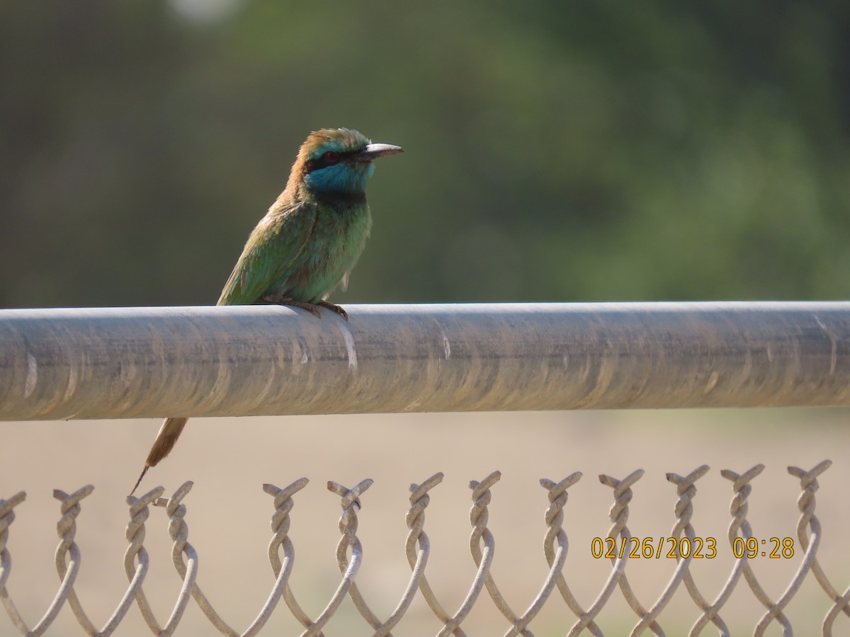 Arabian Green Bee-eater - Ute Langner
