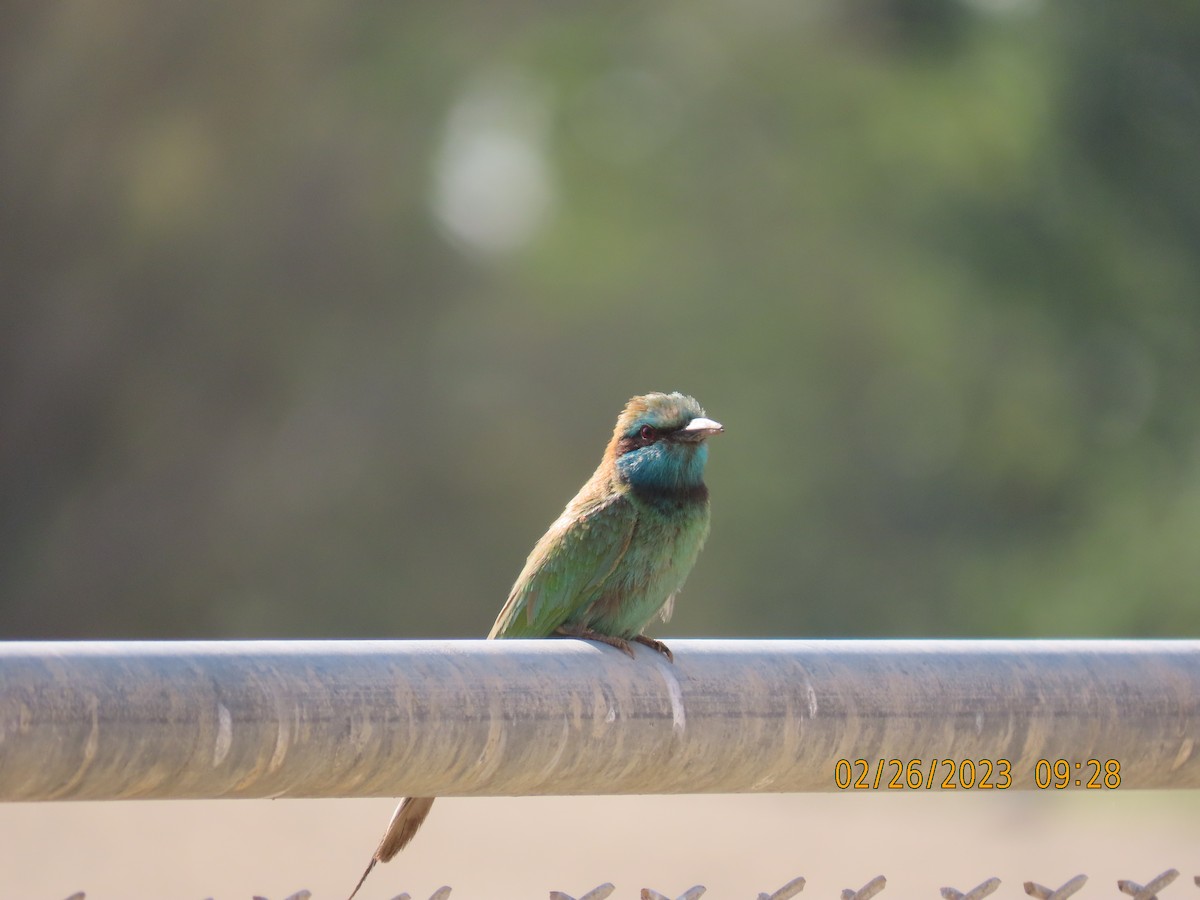 Arabian Green Bee-eater - ML542933551