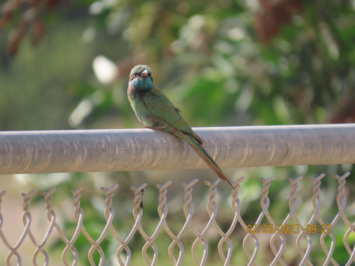 Arabian Green Bee-eater - ML542933561