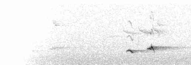  - White-bellied Drongo (White-bellied)