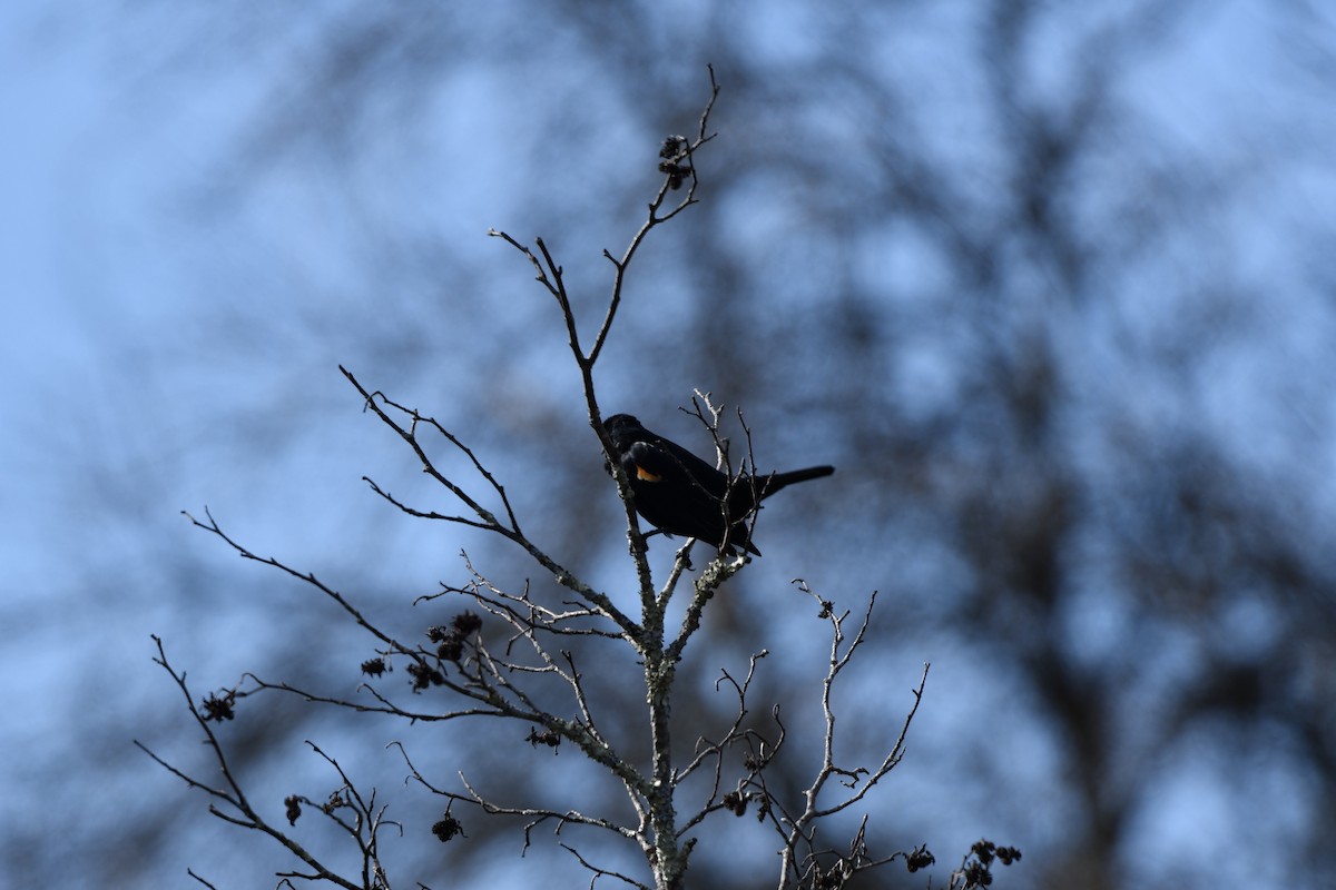 Red-winged Blackbird (Red-winged) - ML542934691