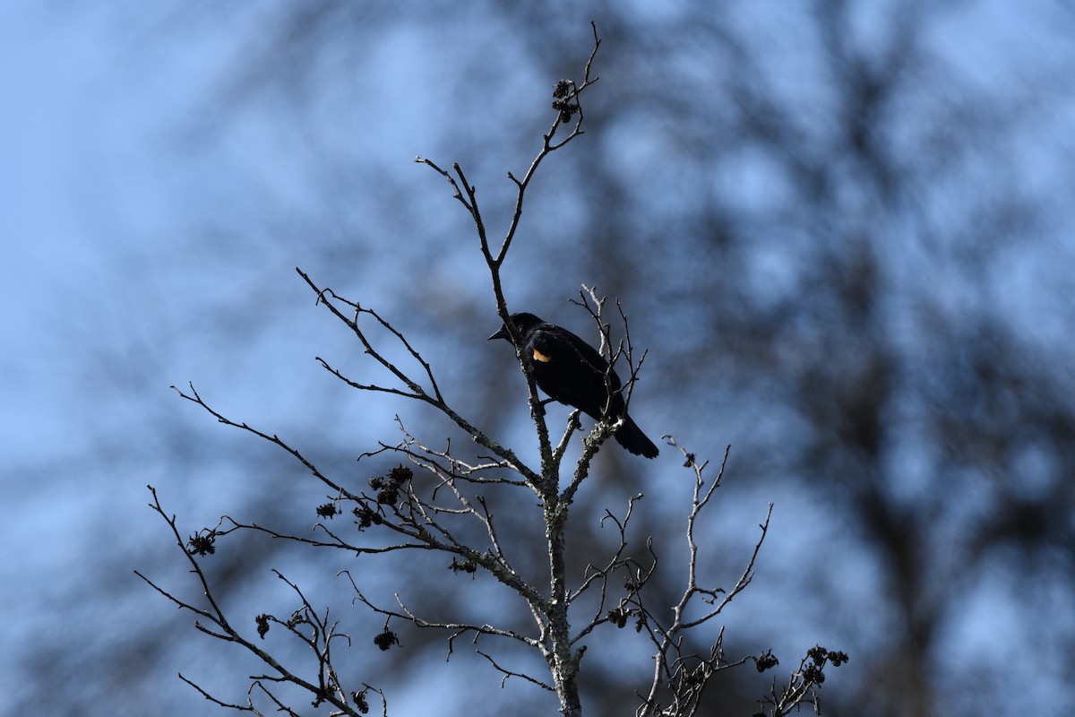 Red-winged Blackbird (Red-winged) - ML542934701