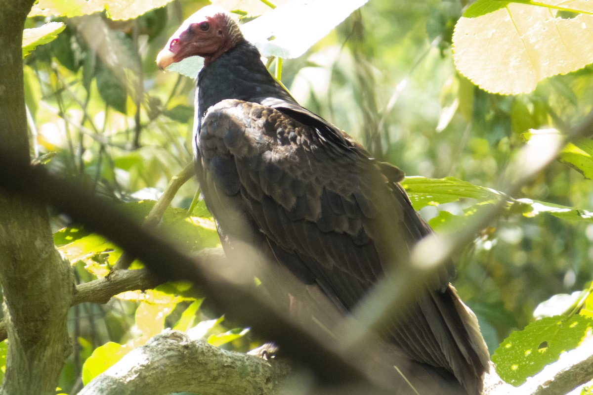 Turkey Vulture - ML542934841