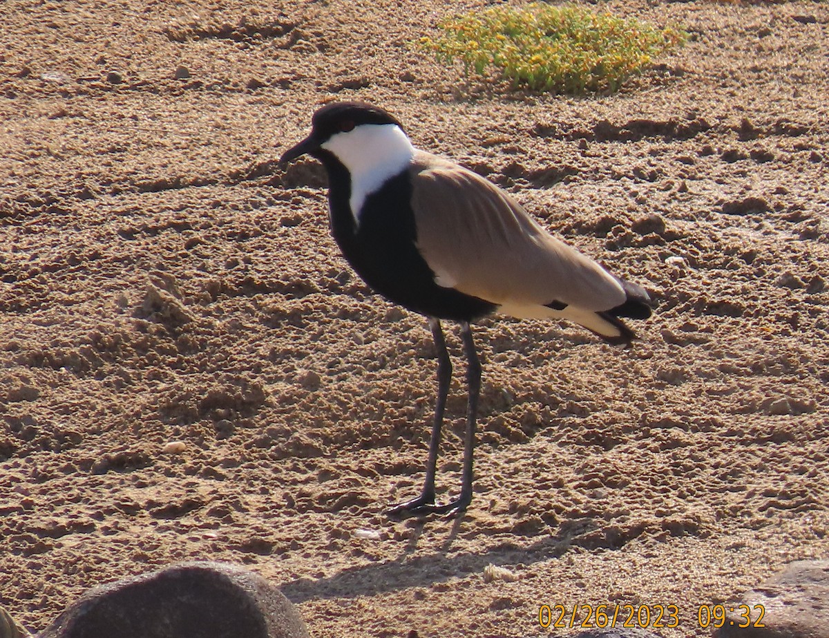 Spur-winged Lapwing - ML542935151