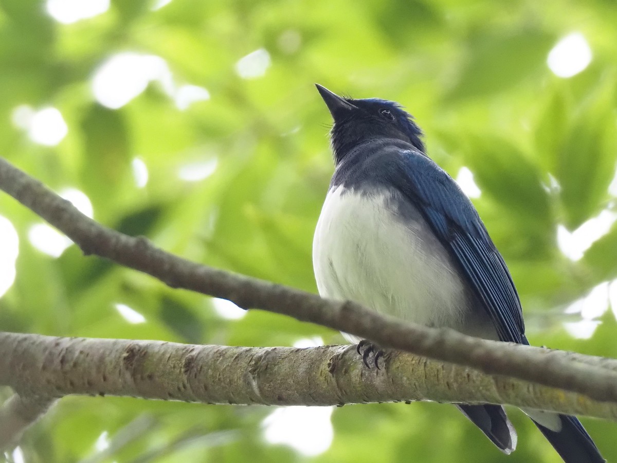 Blue-and-white Flycatcher - Jerome Kuo