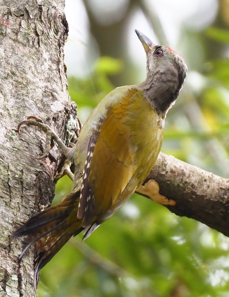 Gray-headed Woodpecker - ML542938211