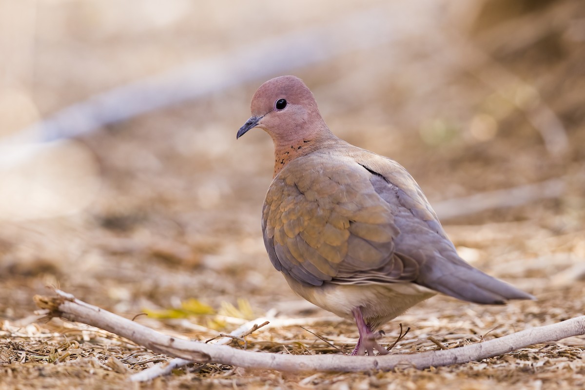 Laughing Dove - ML542946031