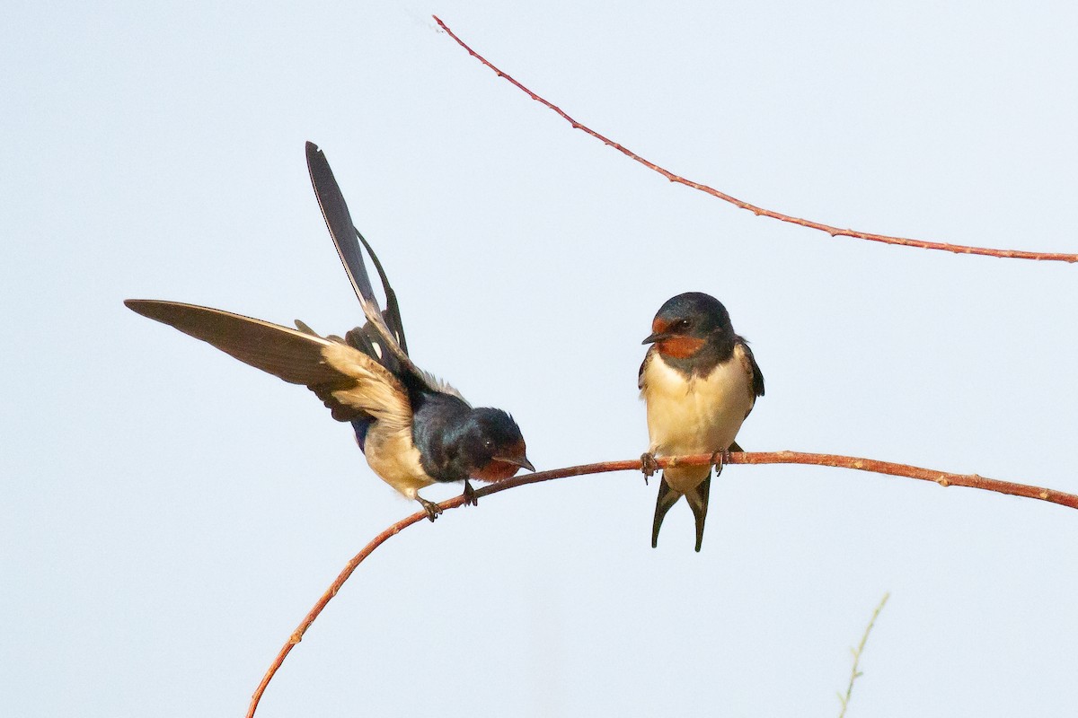 Barn Swallow (White-bellied) - ML542947271