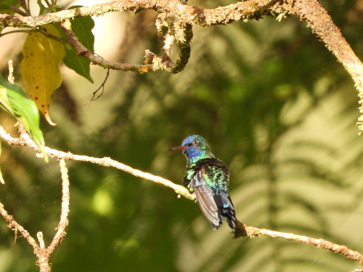 Blue-headed Hummingbird - ML542948471