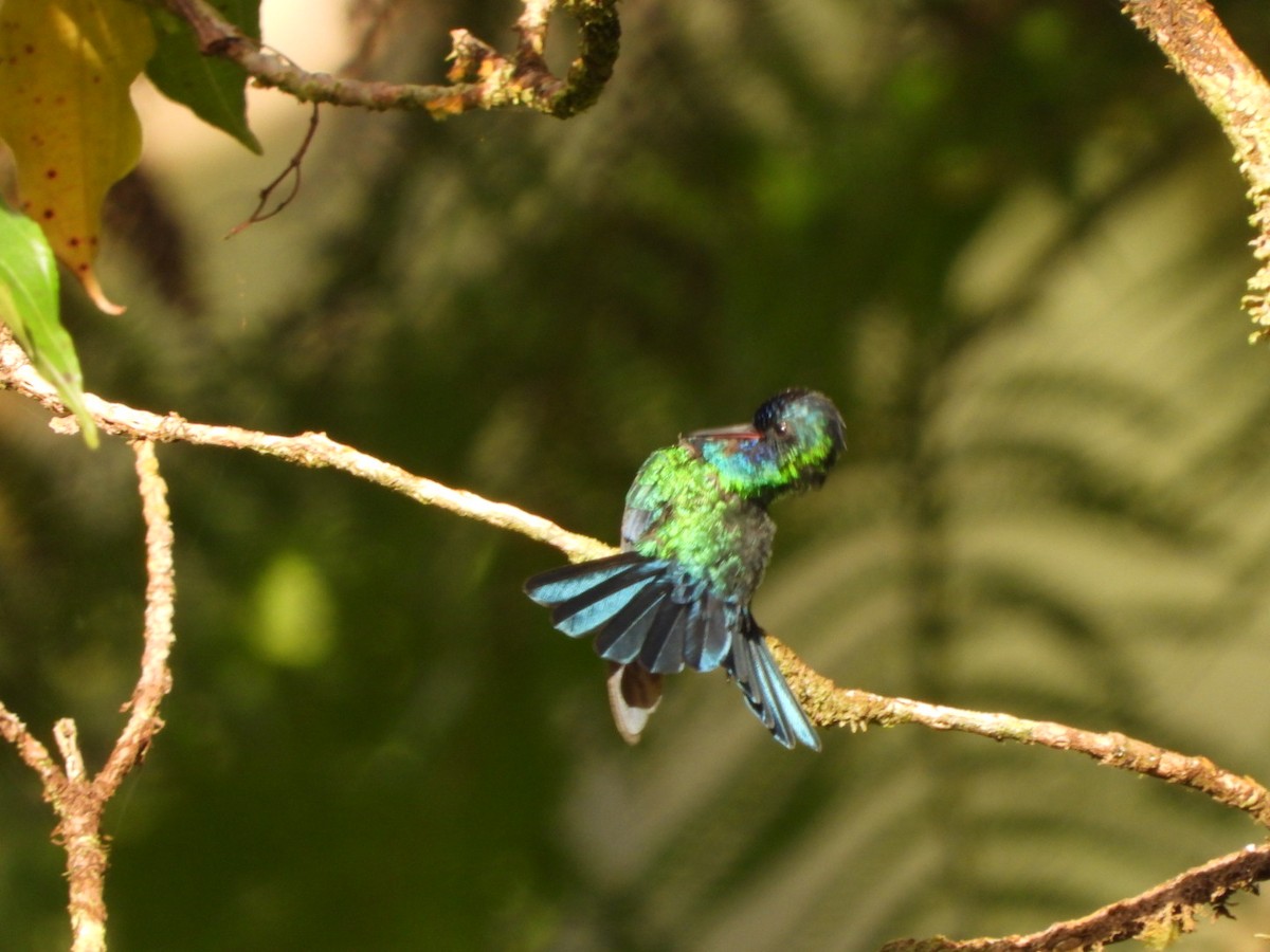 Blue-headed Hummingbird - ML542948481