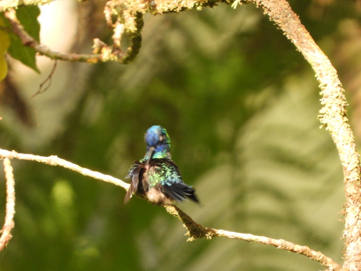 Blue-headed Hummingbird - ML542948491